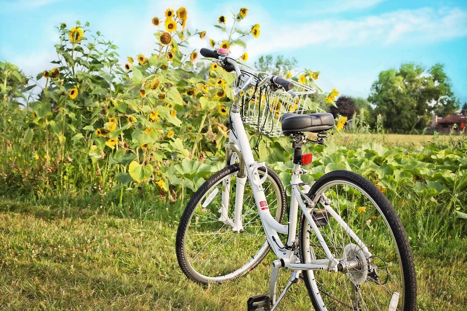 Riding your bike in Rotterdam - The Innsider - Inntel Hotels
