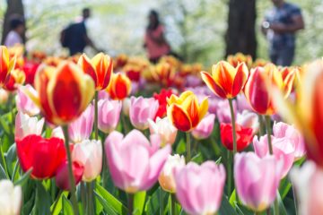 vier de lente