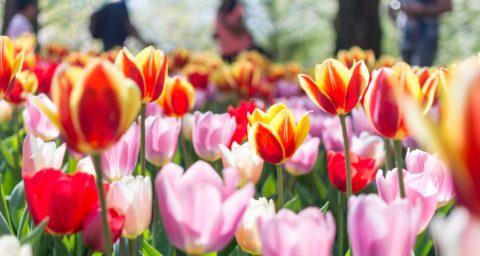 vier de lente