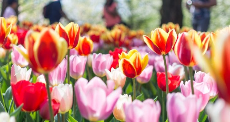 vier de lente