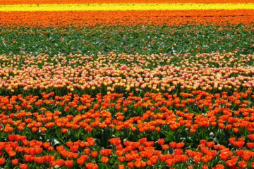 keukenhof