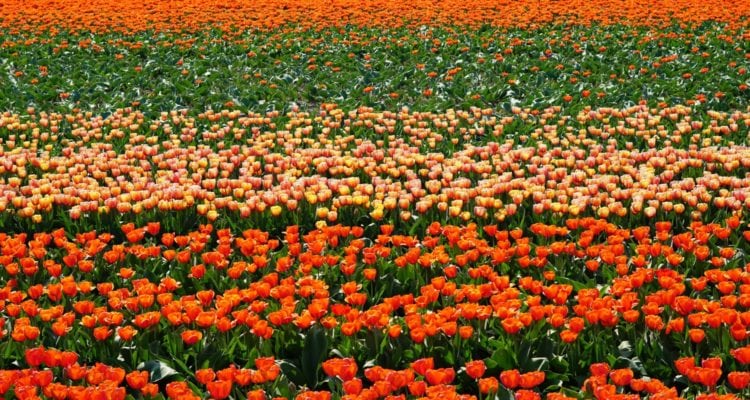keukenhof