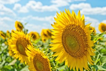 vier de zomer