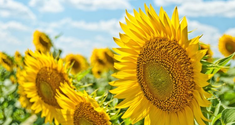 vier de zomer