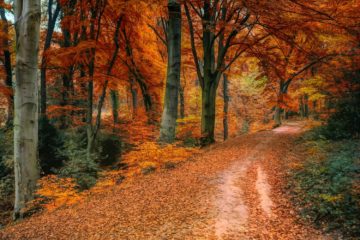 Vier de herfst in Nederland