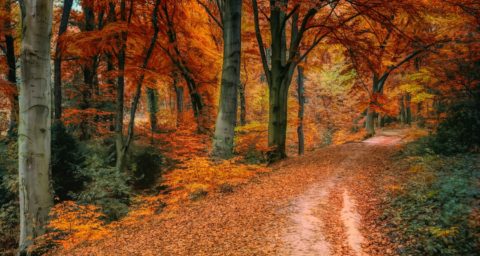Vier de herfst in Nederland